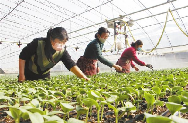 扶溝：全力確?！安嘶@子”種苗供應(yīng)