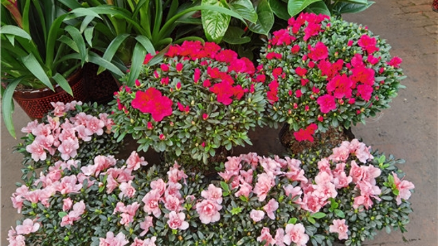 火紅年宵花，美麗過(guò)新年