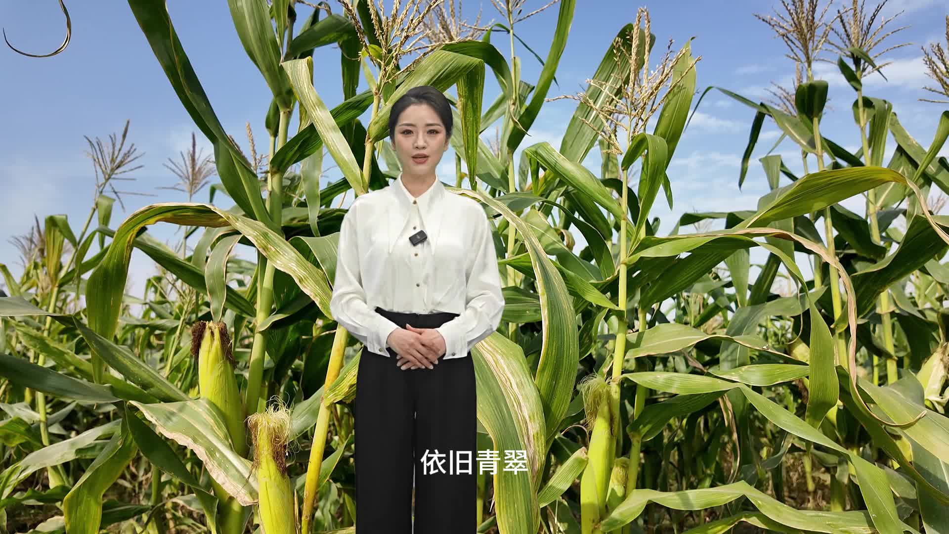 每年可以種三季，冬天成熟的玉米你見過嗎？